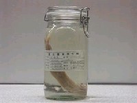 藏品(圓頜北梭魚)的圖片